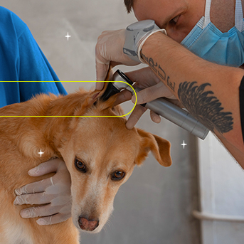 Perros con dermatitis