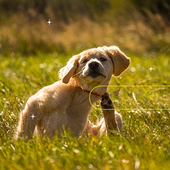 Perro con dermatitis rascandose