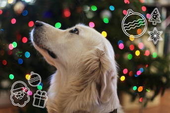 perros en navidad