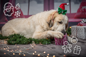 perros de navidad