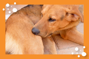 Alergias en los perros
