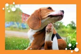 Tipos de alergias en perros 