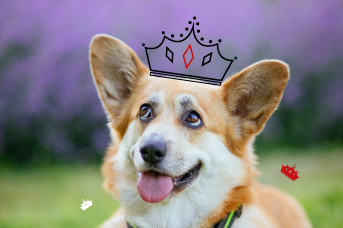 Corgi Pembroke