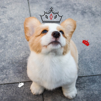 Corgi pelaje