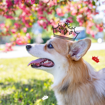 Corgi de la reina