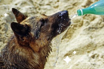 Temperatura de los perros