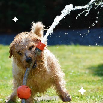 Los perros sienten frío