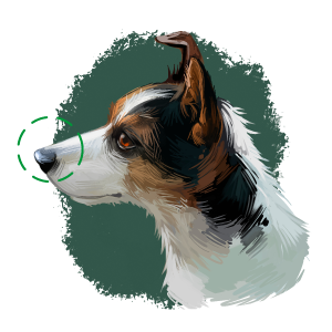 El hocico del perro