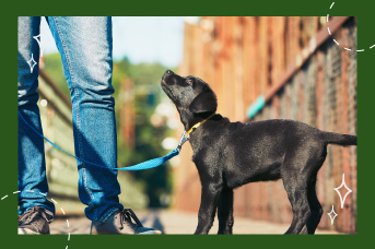 Educar a tu cachorro para ir al baño