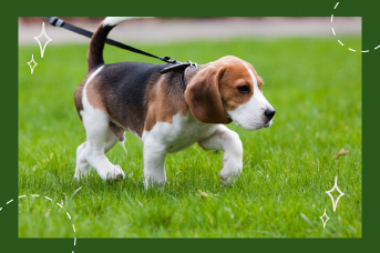 Enseña a tu perro a ir al baño