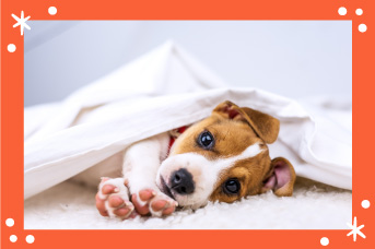 Cómo auxiliar a tu perro si lesiona