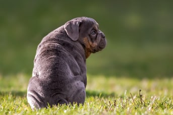 Alergias cachorros