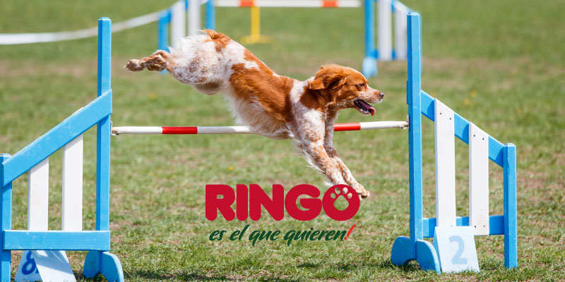 Amanecer código Morse Embrión Mi perro puede practicar agility? | Efecto Ringo