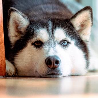 los perros ven en negro y blanco