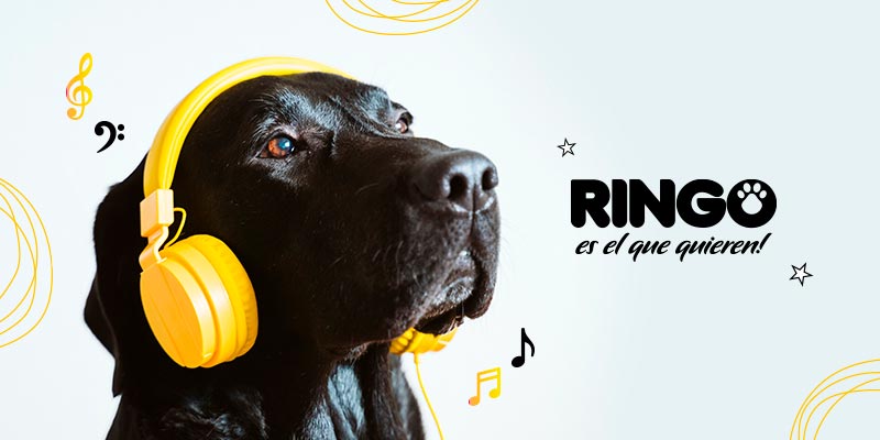 Música en perros