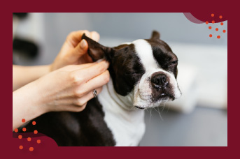 Limpia las orejas de tu perro con cuidado