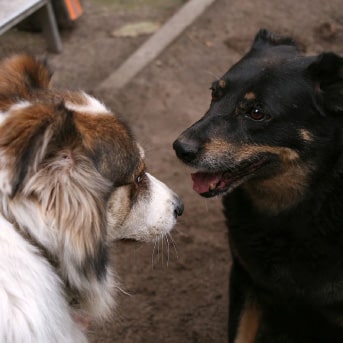 Perros juntos