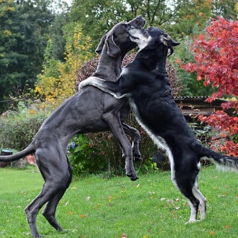 Pelea de perros