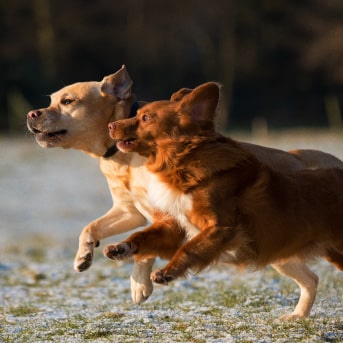 Perros ladrando