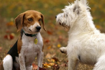 Educa a los perros