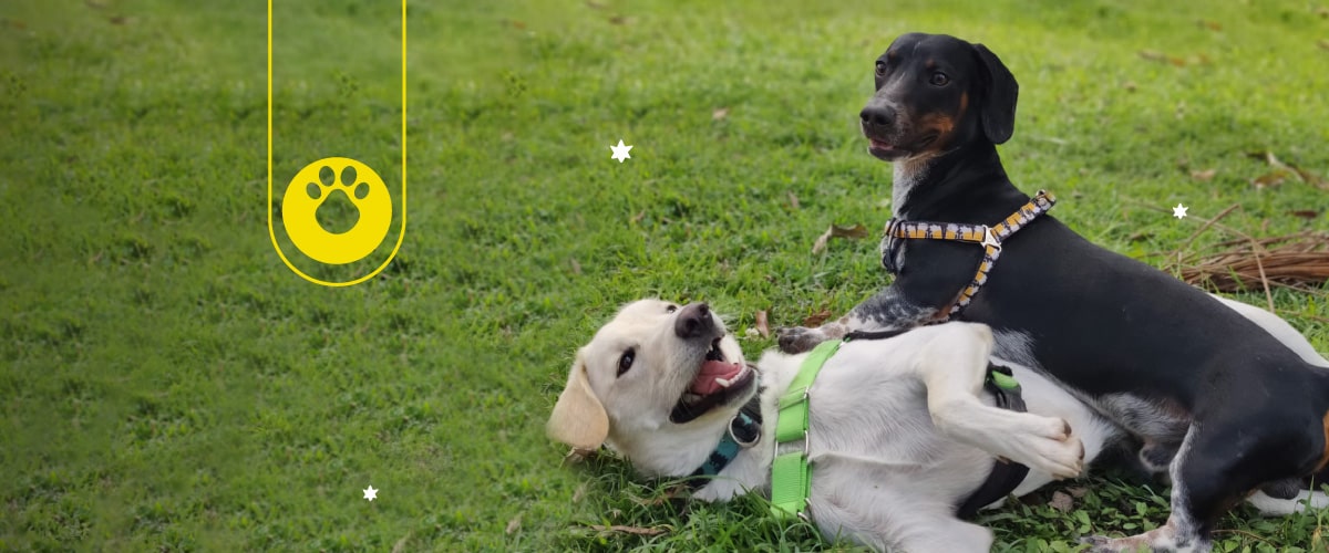 Cómo presentar correctamente a dos perros I Efecto Ringo