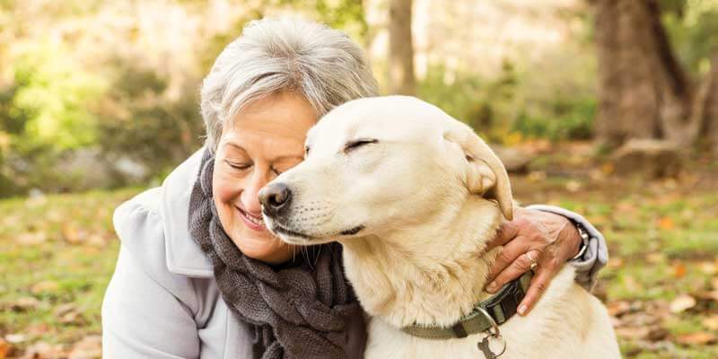 Perros ideales para la familia