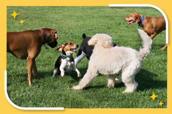 Perros corriendo