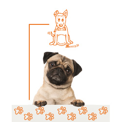 Sé paciente con la adaptación de tu perro