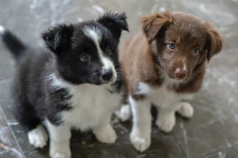 border-collie