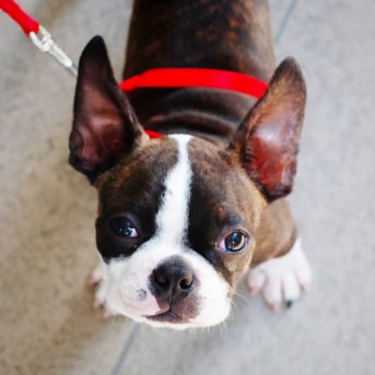 boston terrier