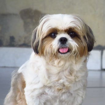 shih tzu