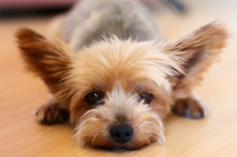 Yorkshire terrier