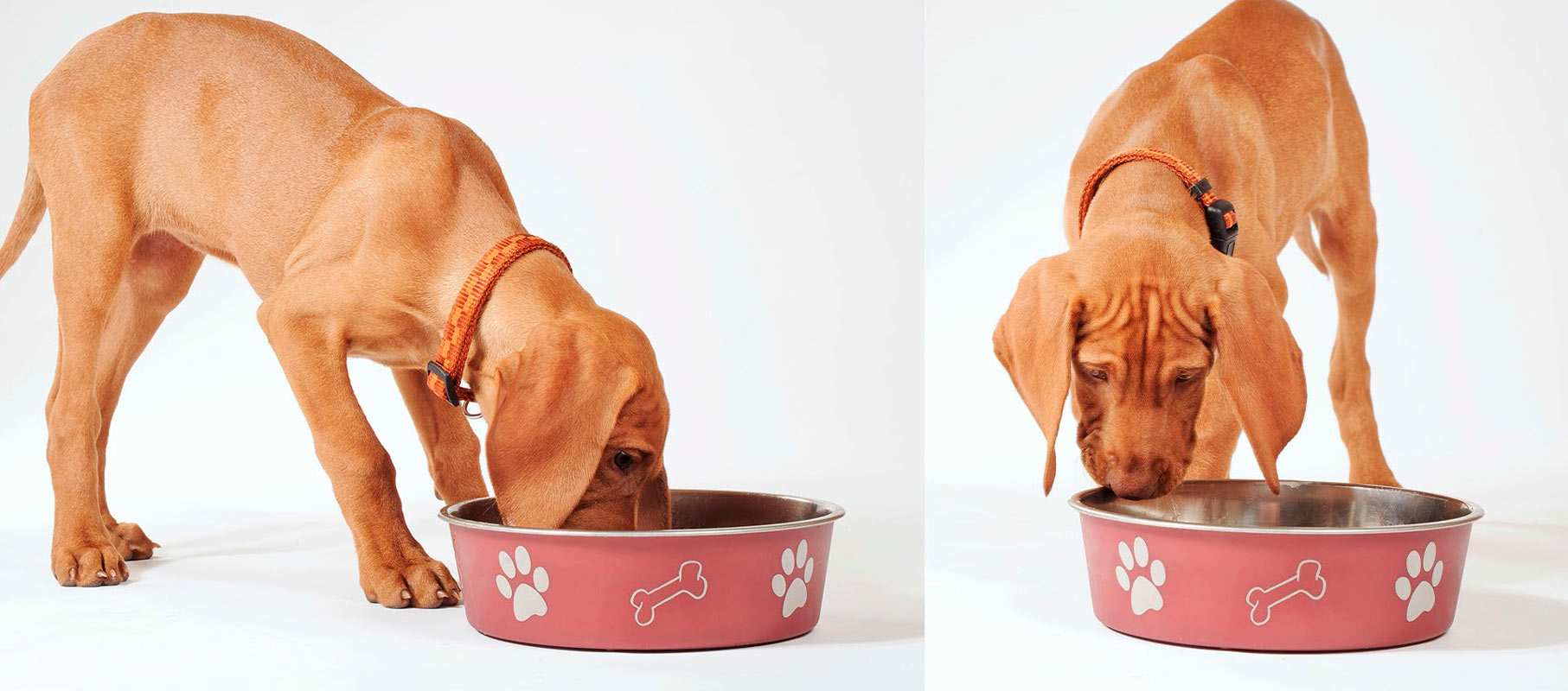 Nuestros productos Ringo